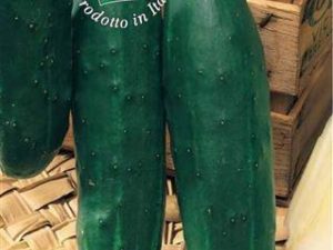 Cetriolo mezzo lungo verde