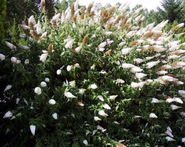 Buddleia White profusion