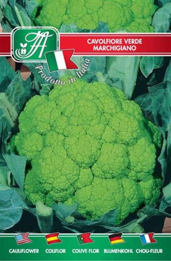 Cavolfiore verde marchigiano