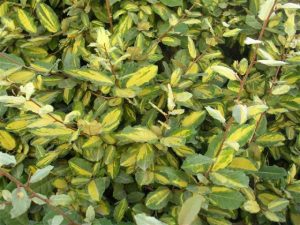 Elaeagnus ebbingei Limelight