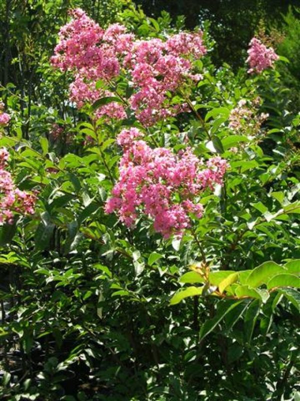 Lagestroemia indica