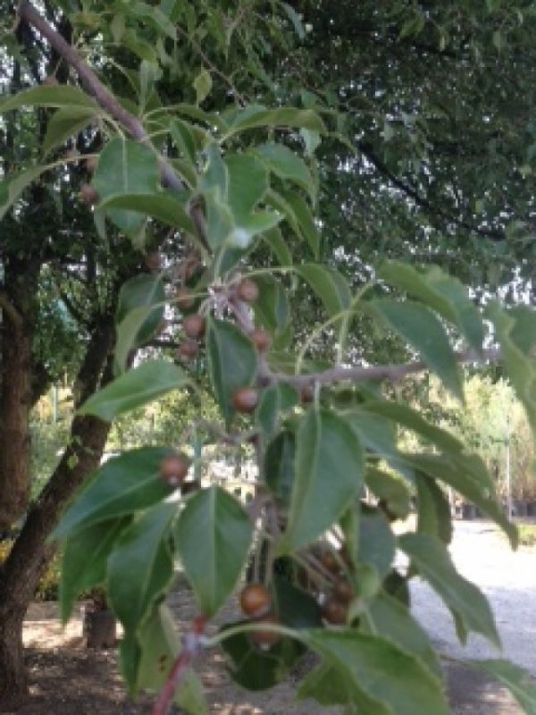 Pyrus betulaefolia