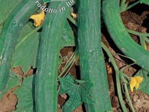 Cetriolo lungo della Cina