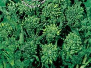 Cima di rapa novantina