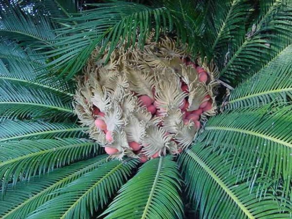 Cycas revoluta