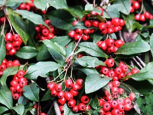 Cotoneaster franchetti