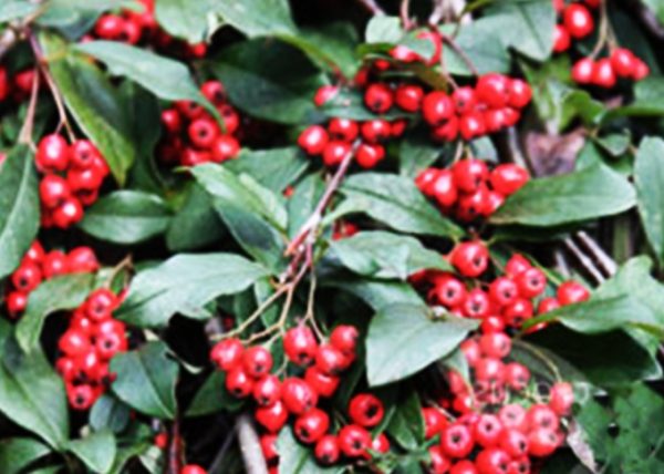Cotoneaster franchetti