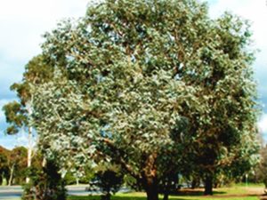 Eucalyptus cinerea