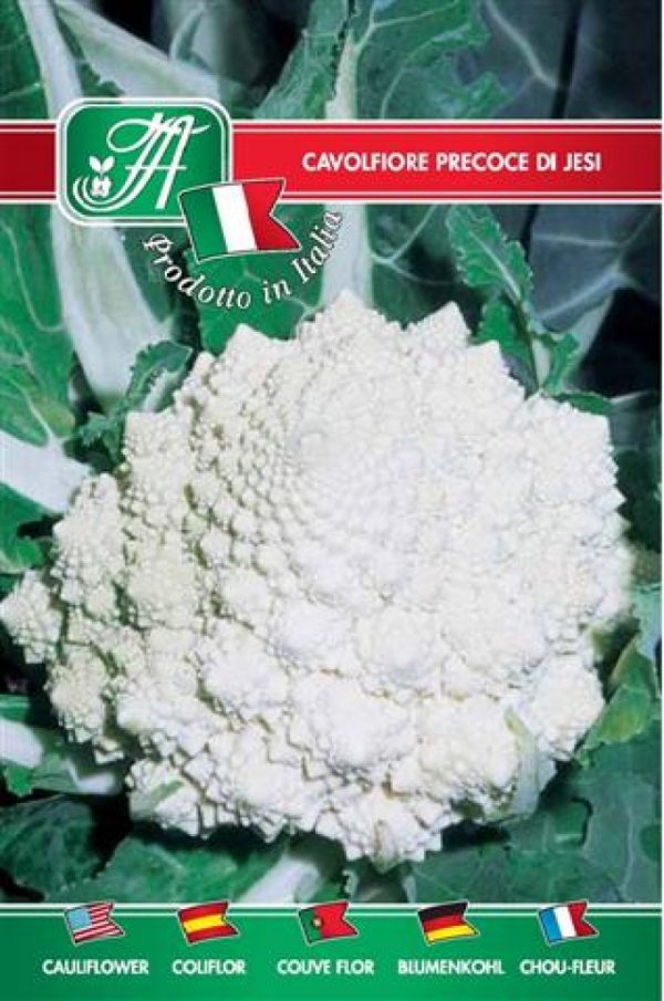 Cavolfiore precoce di Jesi