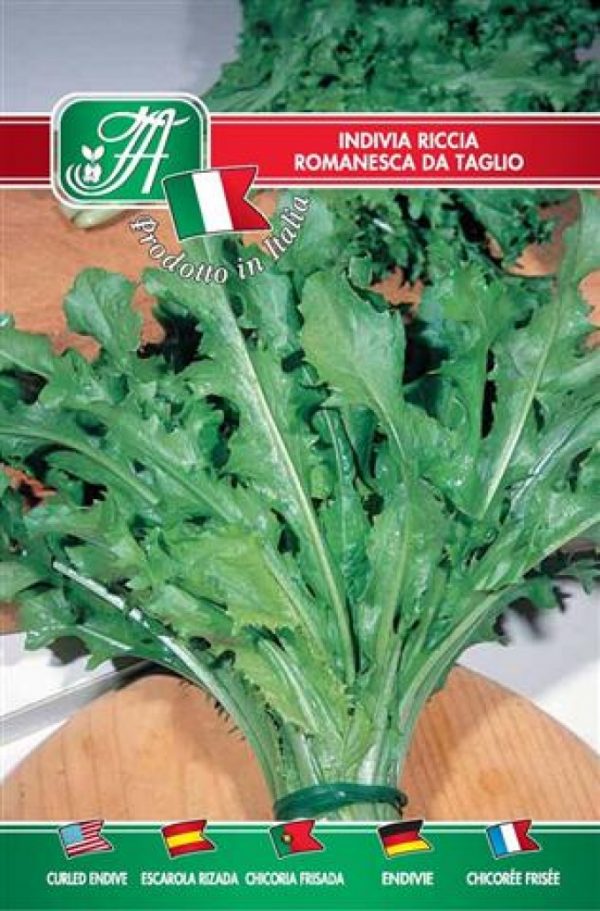 Indivia romanesca da taglio