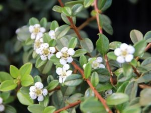 Cotoneaster radicans Eichholz
