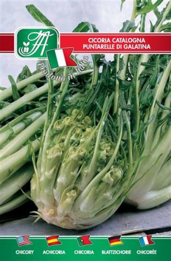 Cicoria catalogna puntarelle di Galatina