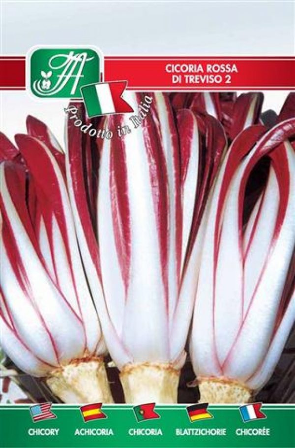Cicoria rossa di Treviso 2