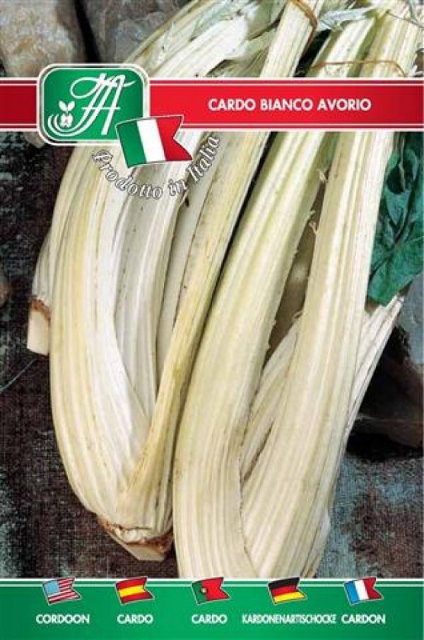 Cardo bianco avorio