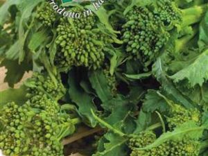 Cima di rapa quarantina