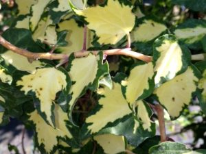 Hedera Oro di Bogliasco