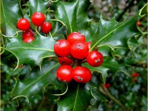 Ilex aquifolium