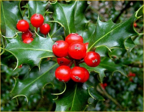 Ilex aquifolium