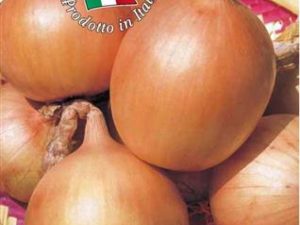 Cipolla Texas grano 502