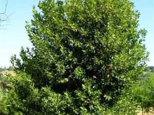 Laurus nobilis