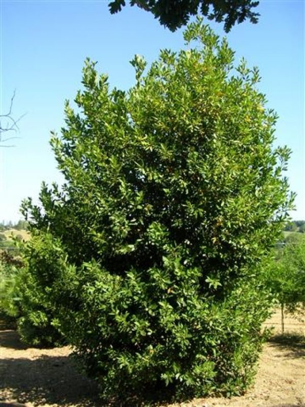 Laurus nobilis