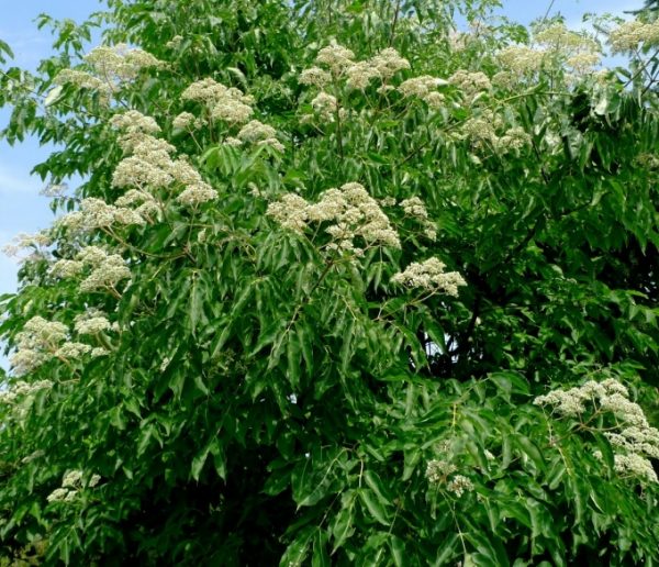 Evodia daniellii