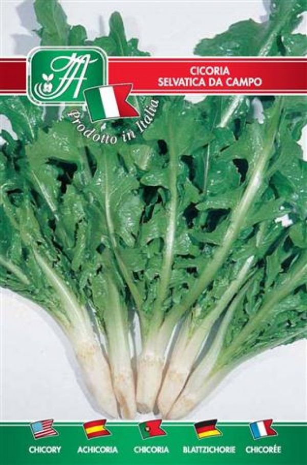 Cicoria selvatica da campo