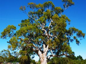 Eucalyptus camaldulensis