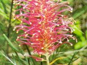 Grevillea banksii-forsterii