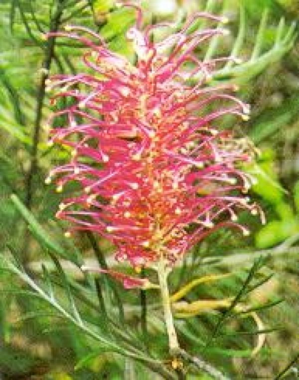 Grevillea banksii-forsterii
