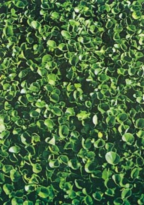 Dichondra repens
