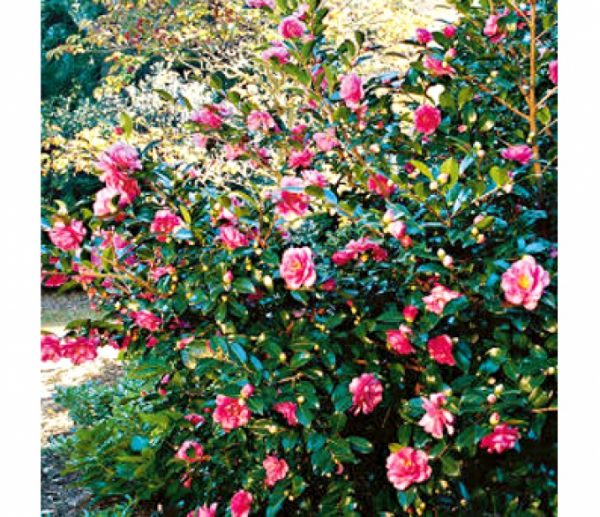 Camellia sasanqua