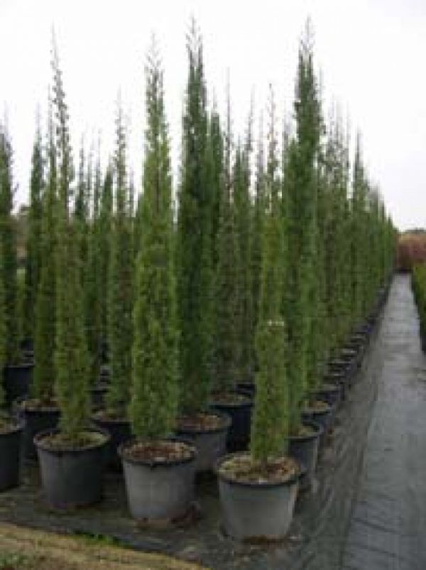 Cupressus sempervirens 'Pyramidalis