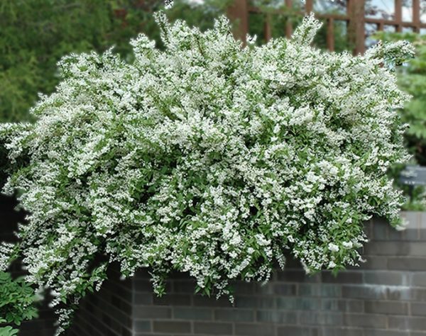Deutzia gracilis