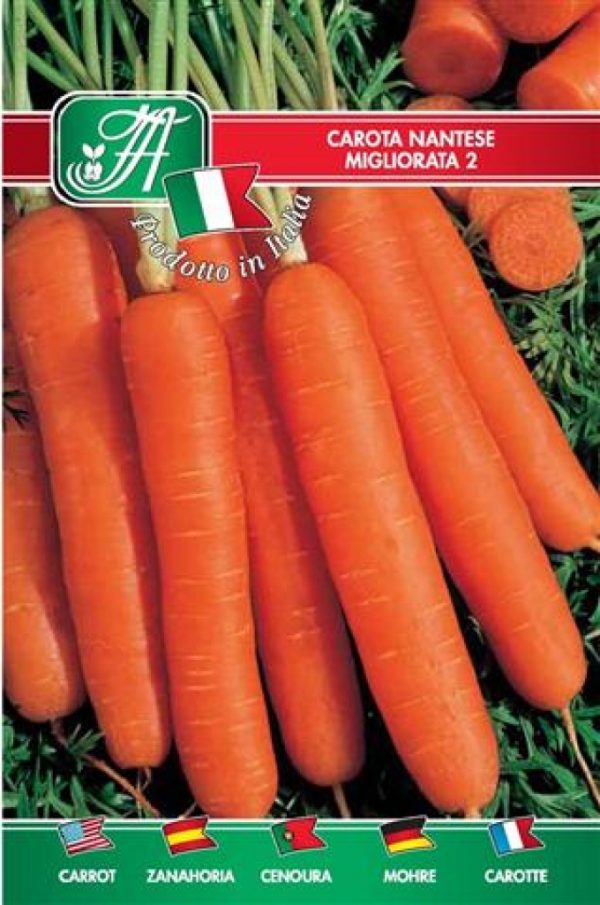 Carota mezza lunga nantese 2