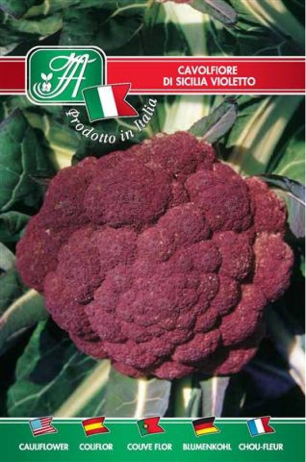 Cavolfiore di Sicilia violetto