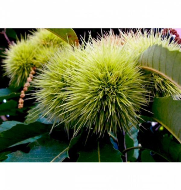 Castanea sativa (C.vesca)
