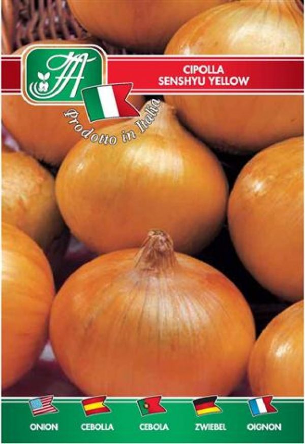 Cipolla senshyu yellow