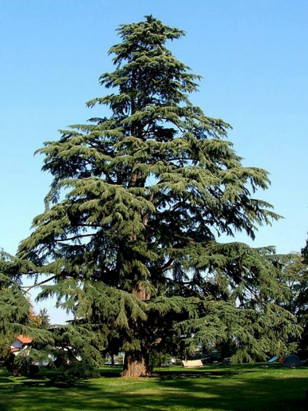 Cedrus deodara