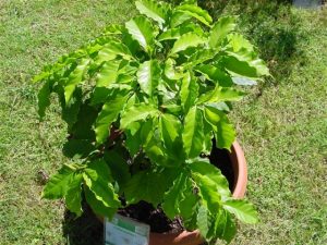 Coffea arabica