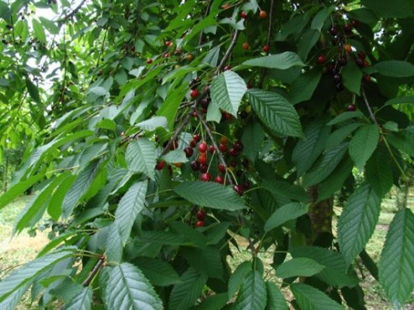 Prunus avium