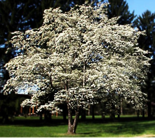 Cornus florida
