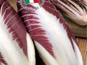 Cicoria rossa di Treviso precoce
