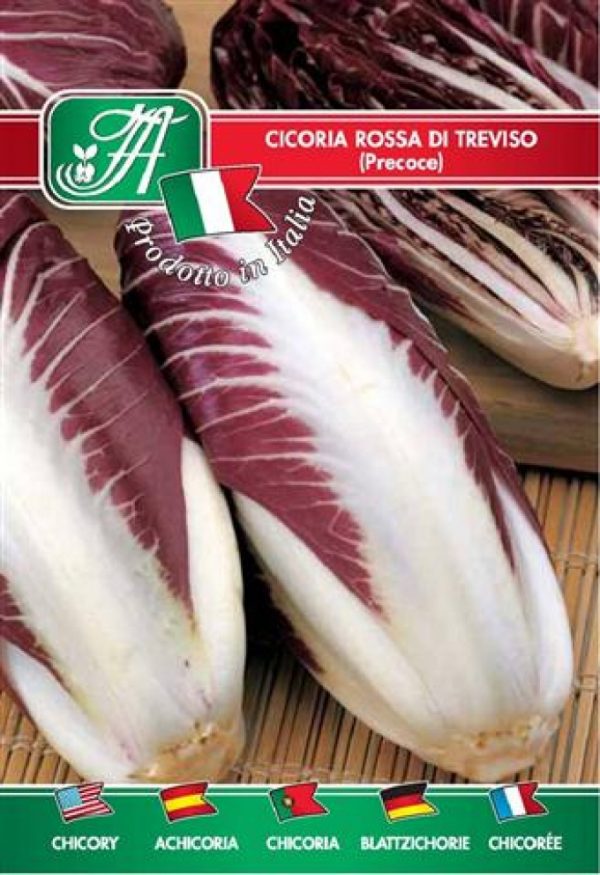 Cicoria rossa di Treviso precoce