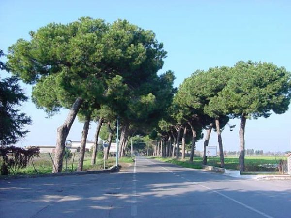Pinus pinea