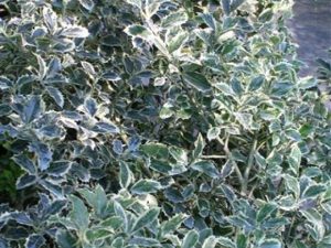 Ilex aquifolium Aurea marginata