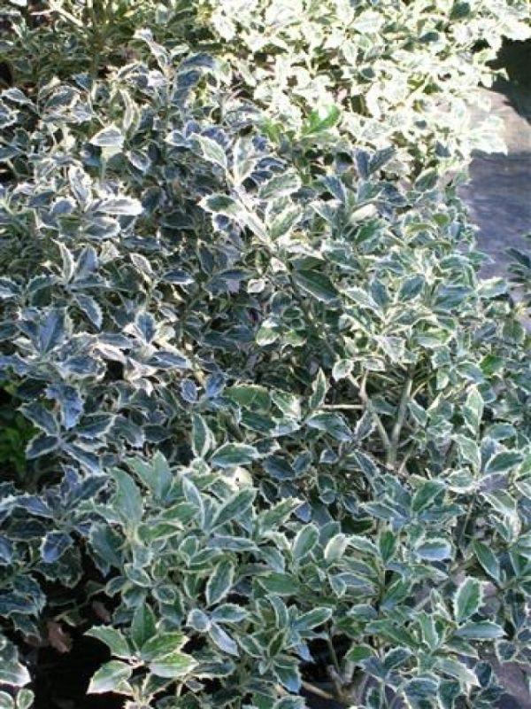 Ilex aquifolium Aurea marginata