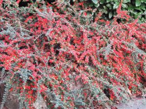 Cotoneaster horizontalis
