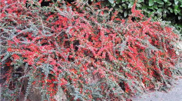 Cotoneaster horizontalis