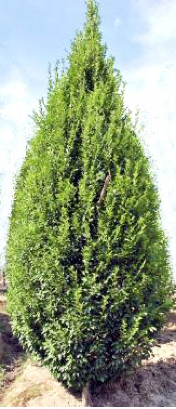 Carpinus betulus pyramidalis